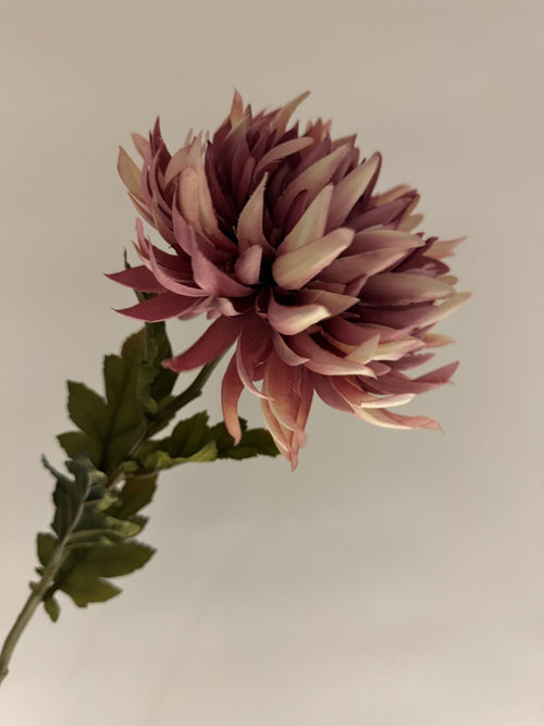 My Flowers.shop Rose paarse zijden Chrysant | Zijden bloemen | Lengte 62 centimeter | Per stuk - vtwonen shop