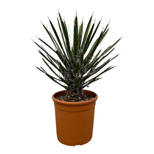 Trendyplants - Yucca Filifera 'Australis' - Tuinplant - Hoogte 60-80 cm - Potmaat Ø28cm - vtwonen shop