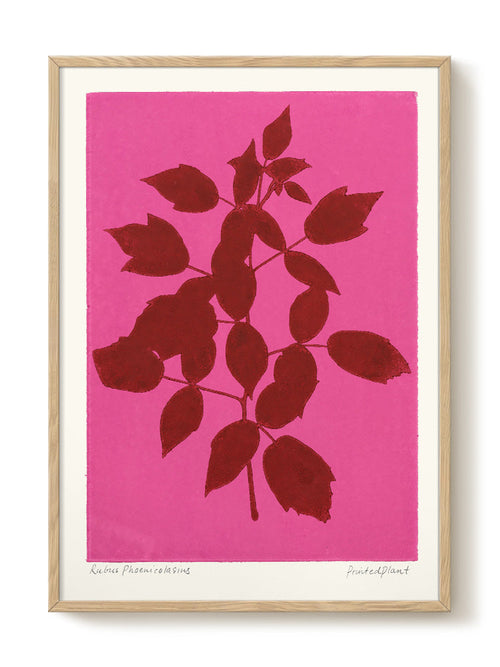 PrintedPlant - Phoenicolasius - PSTR studio Kunst Poster - vtwonen shop