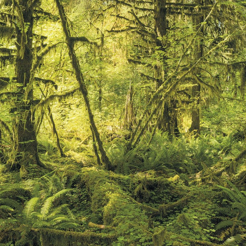 Sanders & Sanders fotobehang bos groen - 400 x 250 cm - 612484