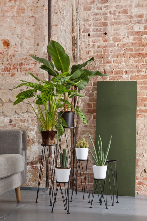 Rebellenclub Woonaccessoire Planten - complete set van 4 stuks - S/M/L/XL