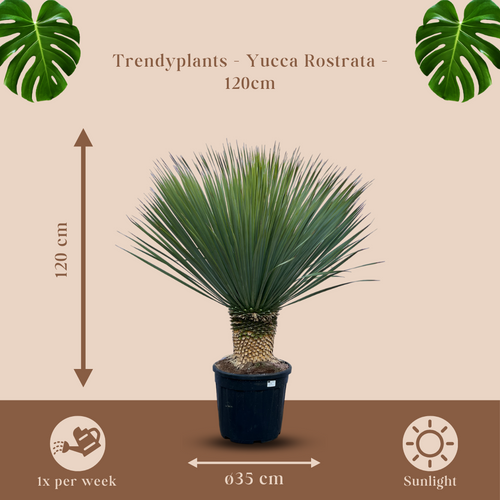 Trendyplants - Yucca Rostrata - Blue Baked Yucca - Winterhard - Hoogte 110-130 cm - Potmaat Ø35cm - vtwonen shop