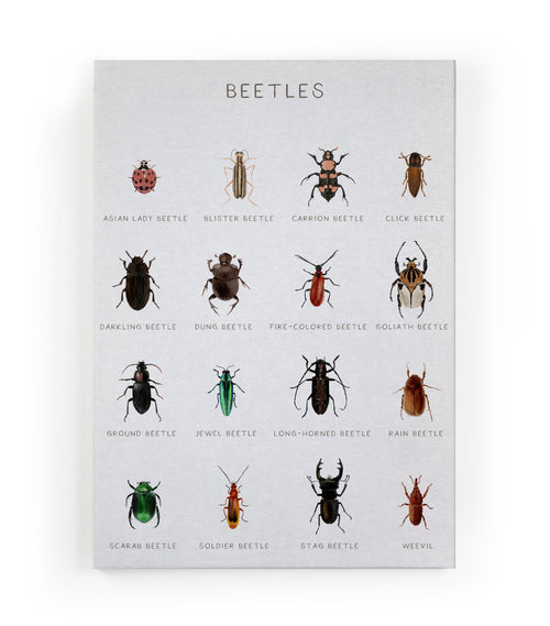 Canvas 60x40 Afdruk Beatles - vtwonen shop