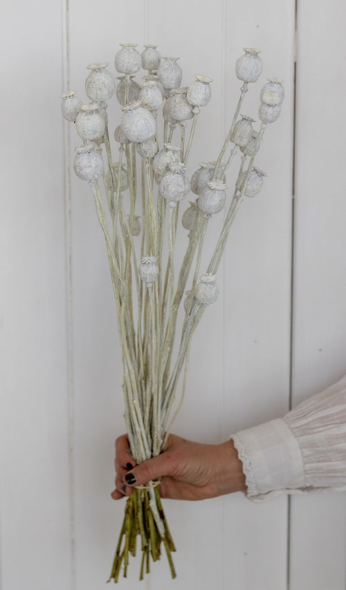 My Flowers.shop White Misty gedroogde Slaapbol | White Misty Papaver Somniferum droogbloemen | Lengte ± 65 centimeter | Per bos - vtwonen shop