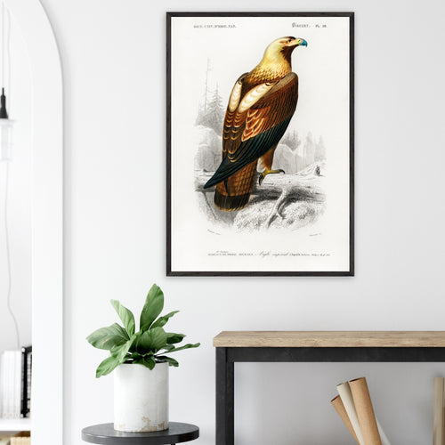 Artfulprints Poster Charles Dessalines d'Orbigny - Eastern imperial eagle (aquila heliaca)   - 70x100 cm - Bruin