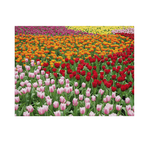 Art for the Home Buitencanvas - Nederlands Tulpenveld - 50x70cm