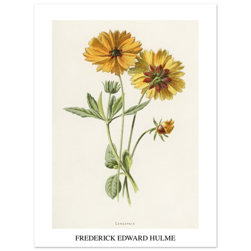 Artfulprints  Frederick Edward Hulme - Coreopsis   poster 30x40 cm