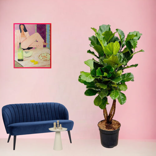 Trendyplants - Ficus Lyrata vertakt - Tabaksplant - Kamerplant - Hoogte 190-210 cm - Potmaat Ø32cm - vtwonen shop