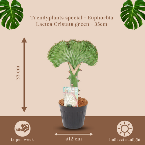 Trendyplants special - Euphorbia lactea Cristata groen - Cactus - Hoogte 25-45 cm - Potmaat Ø12cm - vtwonen shop