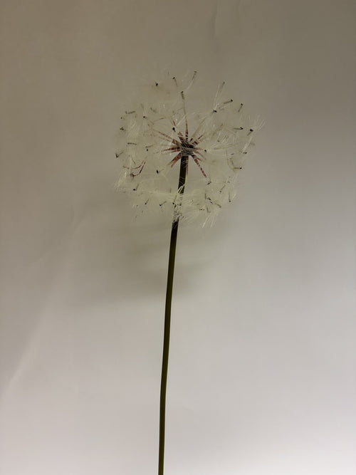 My Flowers.shop Witte zijden paardenbloem | Lengte 90 centimeter | Per stuk - vtwonen shop