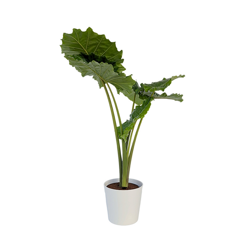 Plant in a Box Alocasia 'Portodora' - XXL Groene Kamerplant - Potmaat 32cm - Hoogte 110-120cm - vtwonen shop