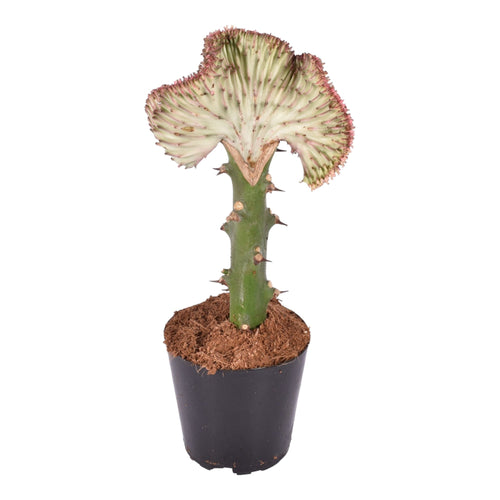 Trendyplants special - Euphorbia lactea Cristata rood - Cactus - Hoogte 25-45 cm - Potmaat Ø12cm - vtwonen shop