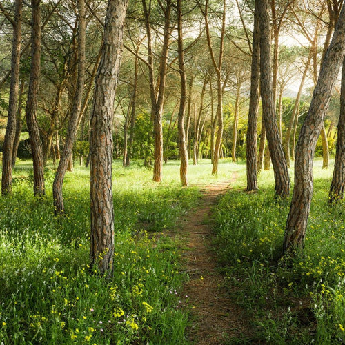Sanders & Sanders fotobehang bos groen - 450 x 280 cm - 612611