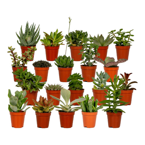 Trendyplants - Succulenten mix 20 stuks - Hoogte 5-15 cm - Potmaat Ø5,5cm - vtwonen shop