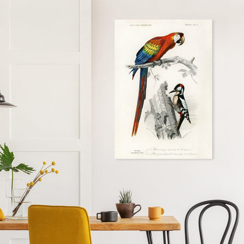 Artfulprints  Charles Dessalines d'Orbigny - Different types of birds   poster 50x70 cm - vtwonen shop