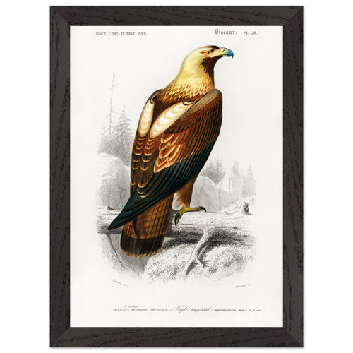 Artfulprints Poster met Lijst Charles Dessalines d'Orbigny - Eastern imperial eagle (aquila heliaca)   - A4 21x29.7 cm - Bruin