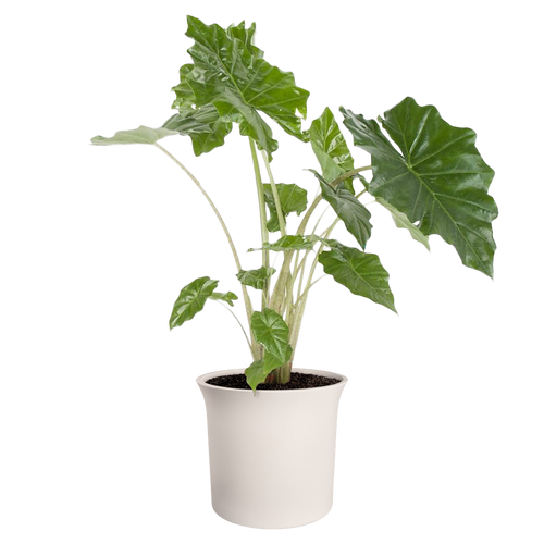 elho june tulip 47 linnen wit | Bloempot |Premium statementdesign