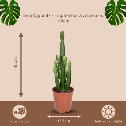 Trendyplants - Euphorbia Acrurensis - Cactus - Hoogte 50-70 cm - Potmaat Ø24cm - vtwonen shop