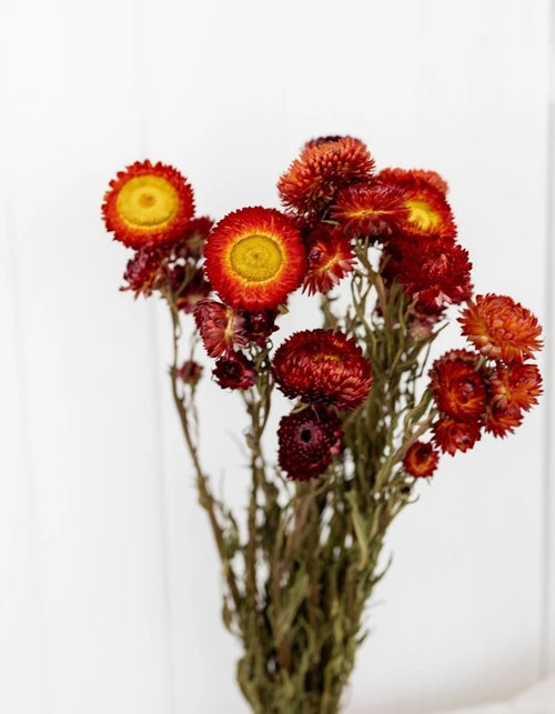 My Flowers.shop Gedroogde rode Helichrysum | Rode strobloemen droogbloemen | Lengte 55 centimeter | Per stuk - vtwonen shop