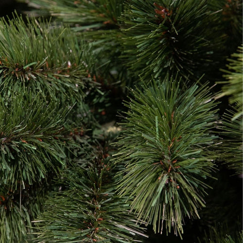 Triumph Tree Camden Guirlande - Kerstversiering met Volle Dennentakken voor Binnen - Kerstslingers om op te Hangen - Versieren met Lampjes voor Binnen