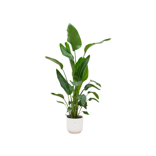 Trendyplants - Strelitzia Nicolai inclusief elho Vibes Fold Round wit - 160 cm - Ø30cm - vtwonen shop