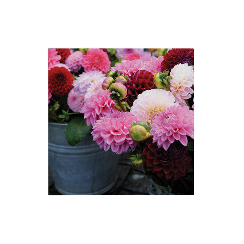 Art for the Home Buitencanvas - Dahlia - 50x50cm