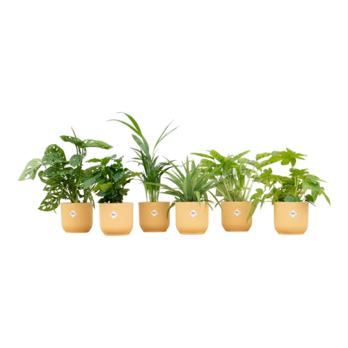 Trendyplants - Verrassingsbox - 6 kamerplanten inclusief elho Vibes Fold Round geel - Hoogte 20-40 cm - Potmaat Ø14cm - vtwonen shop