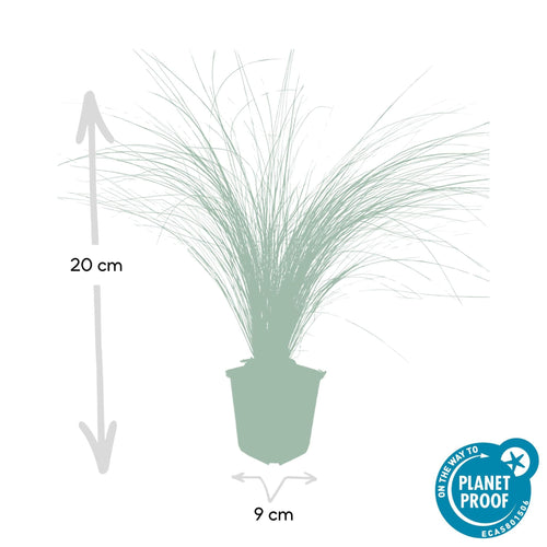 Trendyplants - Stipa tenuissima 'Ponytails' - 12 stuks - Vedergras - Winterhard - Hoogte 10-25cm - Potmaat Ø9cm - vtwonen shop