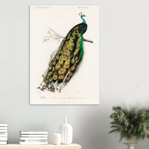Poster Charles Dessalines d'Orbigny - Indian peafowl (pavo cristatus)   - A4 21x29.7 cm -