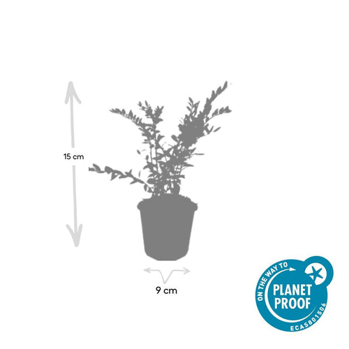 Trendyplants - Lonicera pileata 'Purple Pearl' - 12 stuks - Struikkamperfoelie - Winterhard - Hoogte 10-30 cm - Potmaat Ø9cm - vtwonen shop