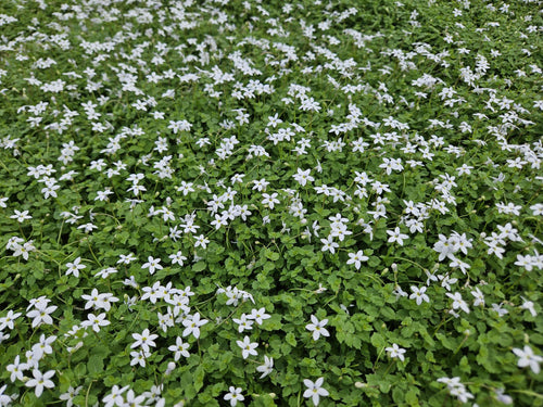 Trendyplants - Isotoma fluviatilis 'Alba' - 24 stuks - Blauwkussen / Kruiplobelia - Winterhard - Hoogte 10-30 cm - Potmaat Ø9cm - vtwonen shop