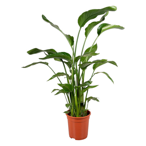 Trendyplants - Strelitzia Nicolai - Paradijsvogelbloem - Kamerplant - Hoogte 110-130 cm - Potmaat Ø17cm - vtwonen shop