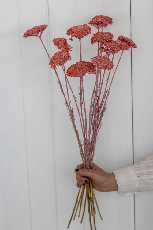 My Flowers.shop Roze gedroogd Duizendblad | Roze Achillea Parker droogbloemen | 10 stelen per bos | Lengte 65 centimeter - vtwonen shop