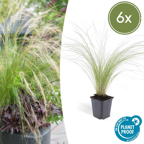 Trendyplants - Stipa tenuissima 'Ponytails' - 6 stuks - Vedergras - Winterhard - Hoogte 10-25cm - Potmaat Ø9cm - vtwonen shop
