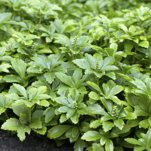 Trendyplants - Pachysandra terminalis 'Green Carpet' - 12 stuks - Schaduwkruid - Winterhard - Hoogte 10-20cm - Potmaat Ø9cm - vtwonen shop