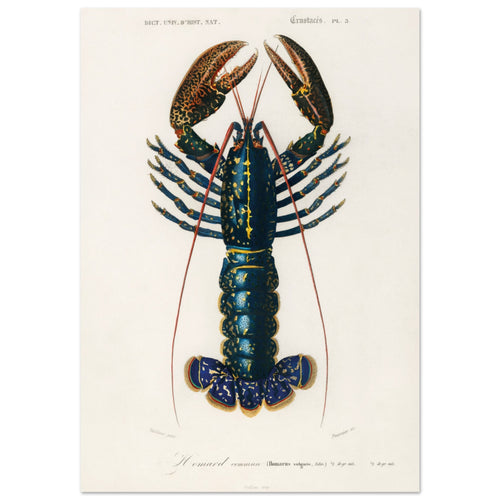 Artfulprints  Charles Dessalines d'Orbigny - Crimson crawfish (palemon ornatum)   poster 70x100 cm - vtwonen shop
