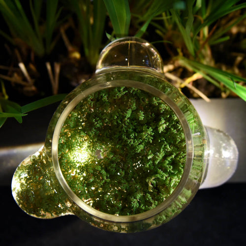 Weltevree Local habitat terrarium - vtwonen shop