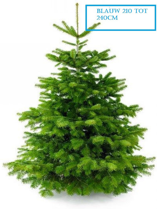 Furnilux Plant & More - Nordmann Kerstboom 210 - 240 cm - Zonder Kluit - vtwonen shop