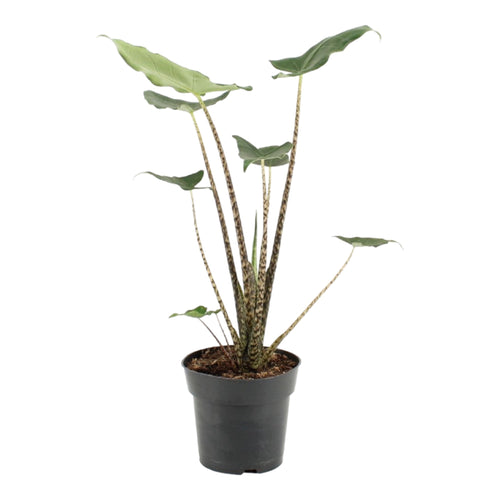 Trendyplants - Alocasia Zebrina - Kamerplant - Hoogte 70-90 cm - Potmaat Ø21cm - vtwonen shop