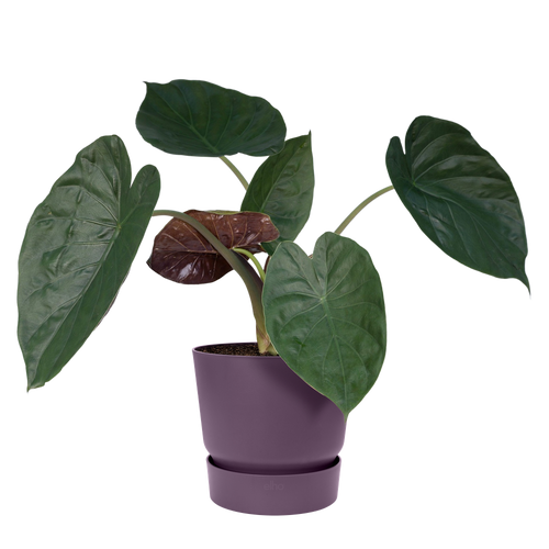 elho greenville rond 47 vintage pruim | Bloempot | Geschikt voor binnen & buiten