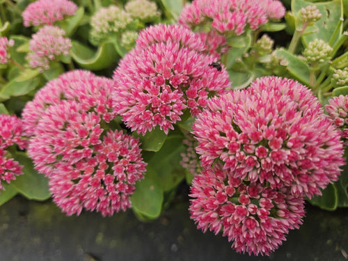 Trendyplants - Sedum 'Herbstfreude' - 12 stuks - Vetkruid - Winterhard - Hoogte 10-30 cm - Potmaat Ø9cm - vtwonen shop