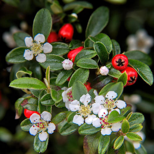 Trendyplants - Cotoneaster dammeri 'Major' - 20 stuks - Dwergmispel - Winterhard - Hoogte 20-30 cm - Potmaat Ø9cm - vtwonen shop