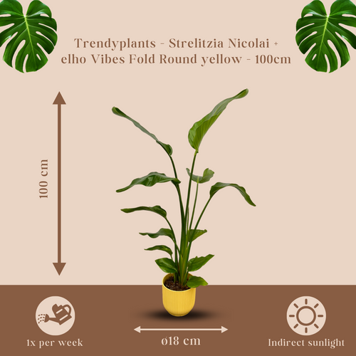 Trendyplants - Strelitzia Nicolai inclusief elho Vibes Fold Round geel - 100 cm - Ø18cm - vtwonen shop