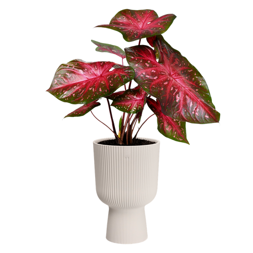 elho vibes fold coupe 30 linnen wit | Bloempot | Geschikt voor binnen