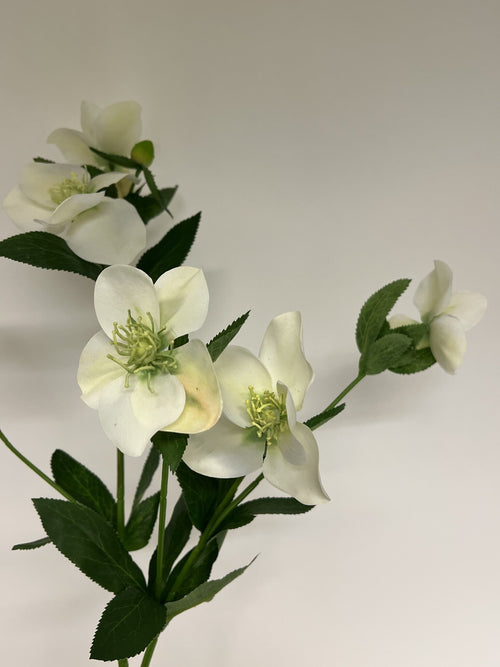 My Flowers.shop Witte helleborus zijden bloem | Lengte 74 centimeter | Per stuk - vtwonen shop