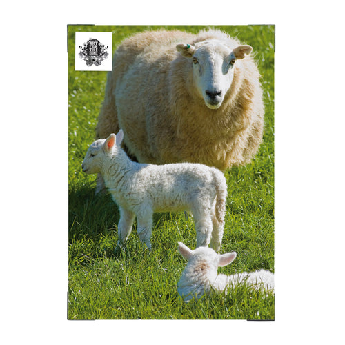 Art for the Home Buitencanvas - Schapenfamilie - 70x50cm