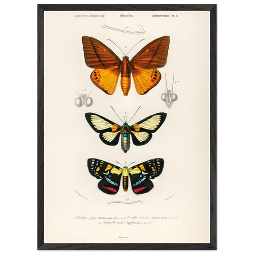 Artfulprints Poster met Lijst Charles Dessalines d'Orbigny - Collection of moths   - 50x70 cm - Oranje