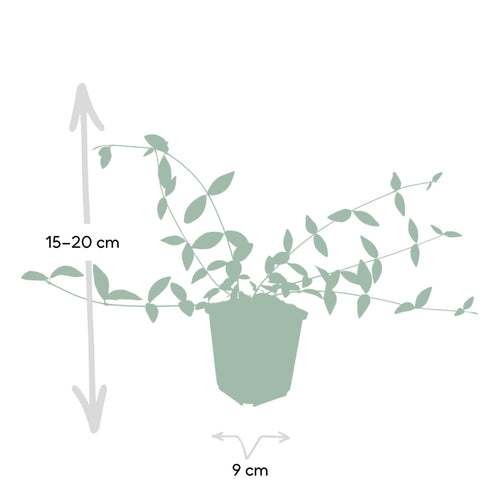 Trendyplants - Vinca minor 'Alba' - 6 stuks - Maagdenpalm - Winterhard - Hoogte 10-25cm - Potmaat Ø9cm - vtwonen shop