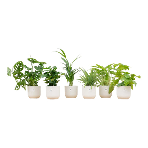 Trendyplants - Verrassingsbox - 6 kamerplanten inclusief elho Vibes Fold Round wit - Hoogte 20-40 cm - Potmaat Ø14cm - vtwonen shop