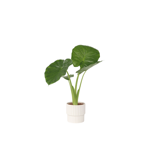 Plant in a Box Kamerplant Alocasia Odora - Hoogte 55-75cm - Pot 17cm - vtwonen shop